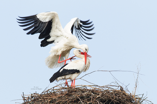 White Stork