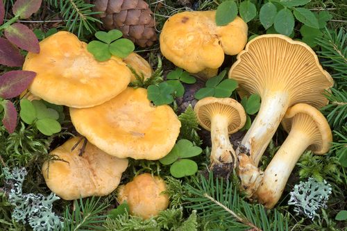Golden Chanterelle
