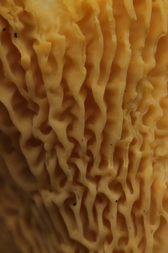 Golden Chanterelle