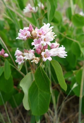 spreading dogbane