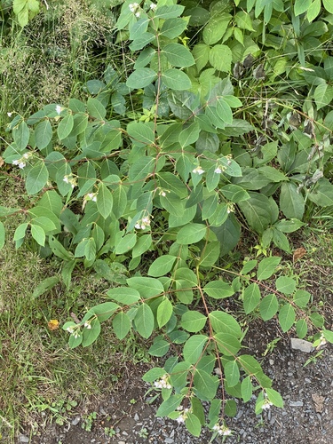 spreading dogbane