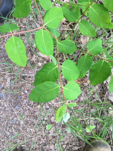 spreading dogbane
