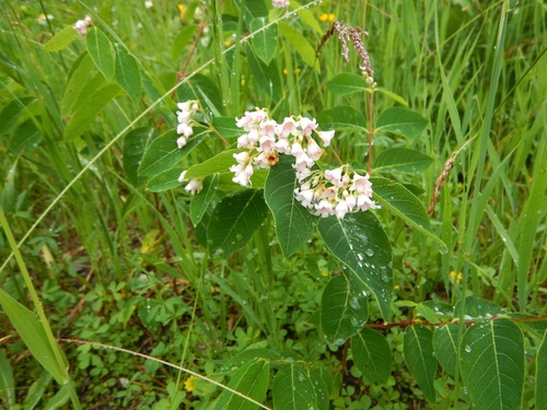 spreading dogbane