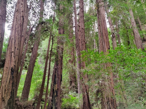coast redwood