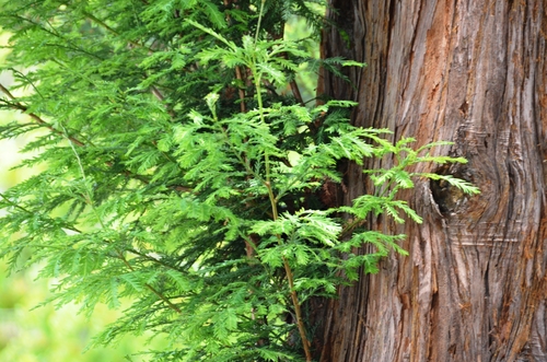 coast redwood