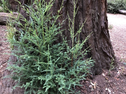 coast redwood
