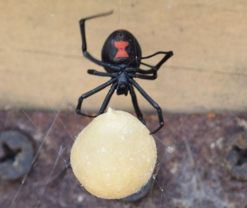 Southern Black Widow
