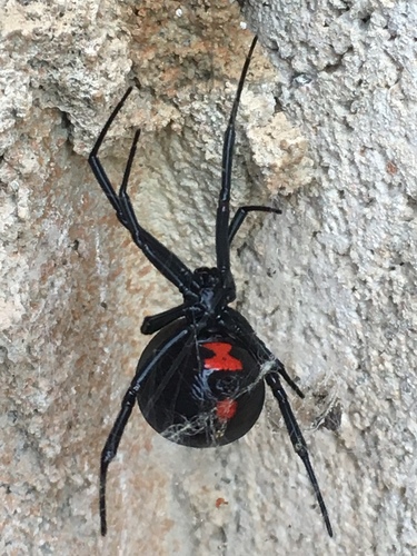 Southern Black Widow