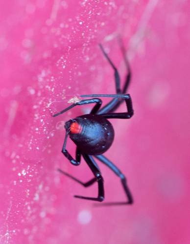 Southern Black Widow