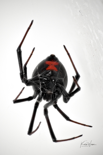 Southern Black Widow