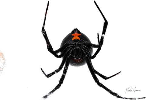Southern Black Widow