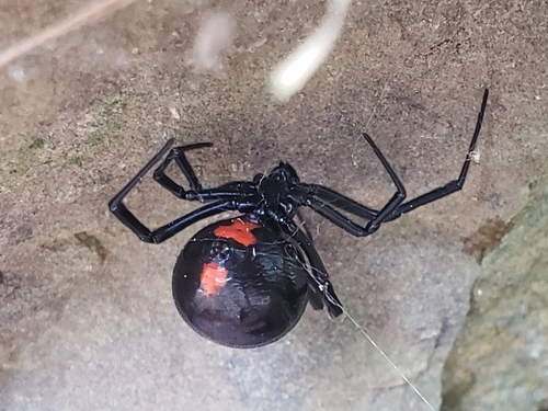 Southern Black Widow