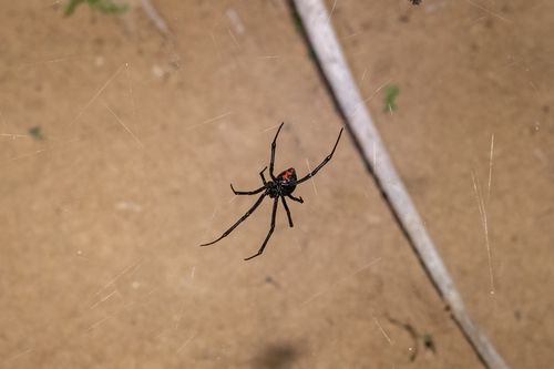 Western Black Widow
