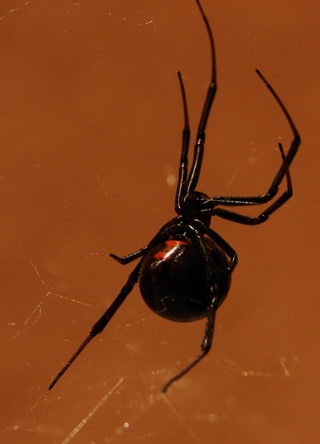 Western Black Widow