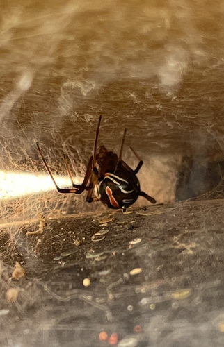 Western Black Widow