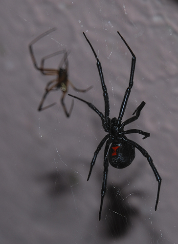 Western Black Widow