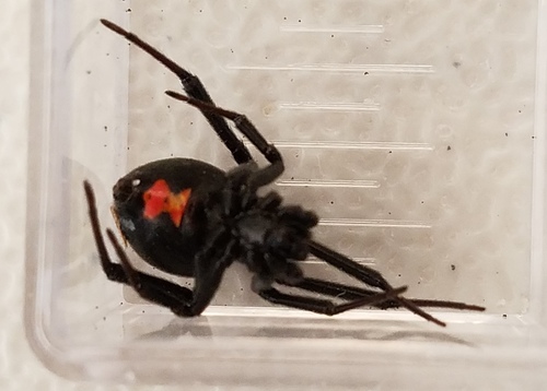 Western Black Widow
