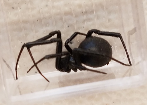 Western Black Widow