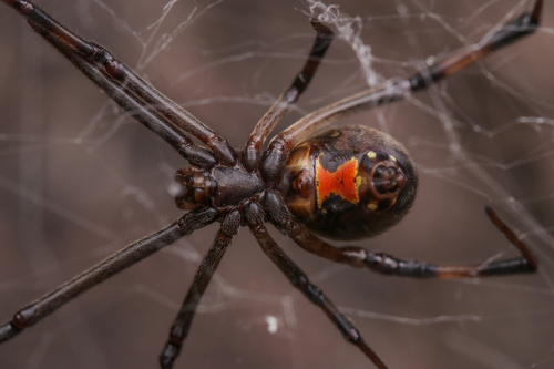 Brown Widow