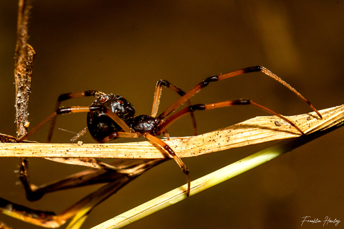 Brown Widow