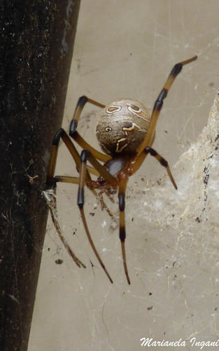 Brown Widow
