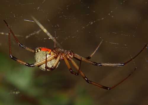 Brown Widow