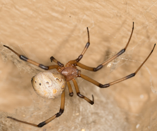 Brown Widow