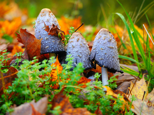 Shaggy Mane