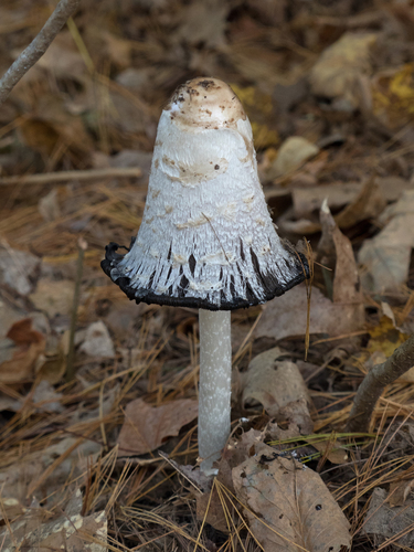 Shaggy Mane