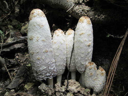Shaggy Mane