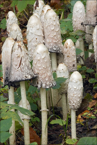 Shaggy Mane