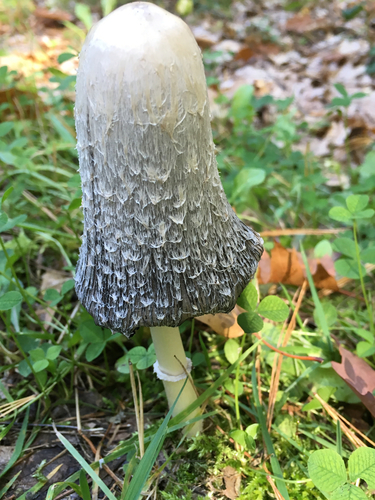 Shaggy Mane