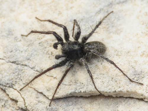 Thin-legged Wolf Spiders