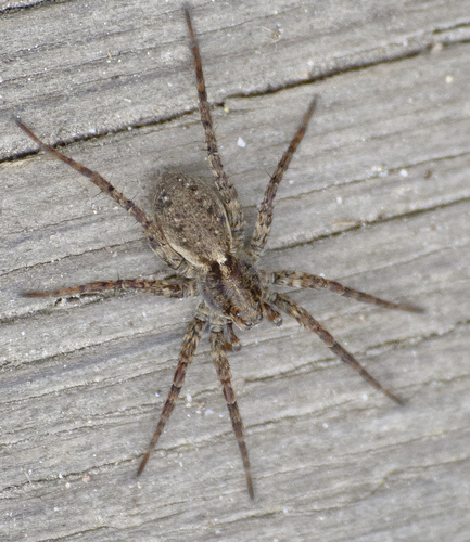 Thin-legged Wolf Spiders