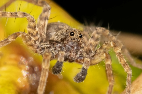 Thin-legged Wolf Spiders