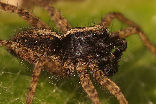 Thin-legged Wolf Spiders