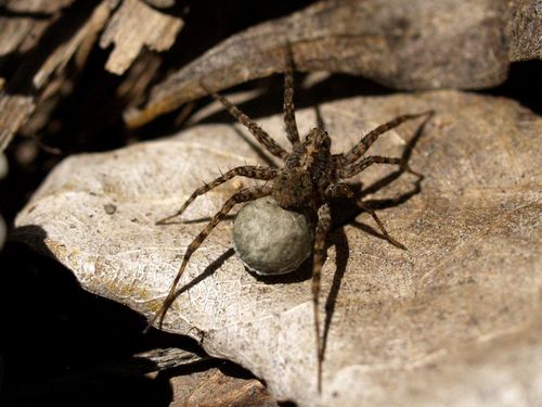 Thin-legged Wolf Spiders