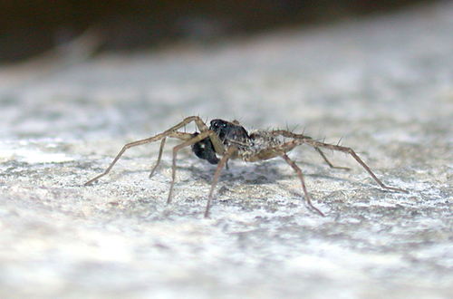 Thin-legged Wolf Spiders