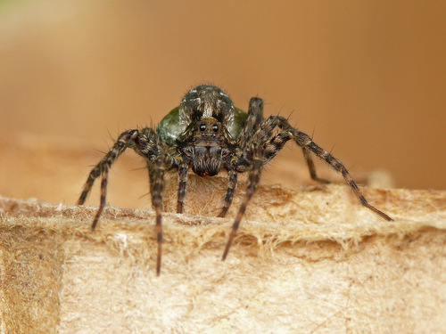 Thin-legged Wolf Spiders