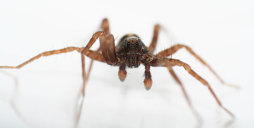 Thin-legged Wolf Spiders