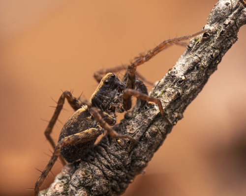 Thin-legged Wolf Spiders