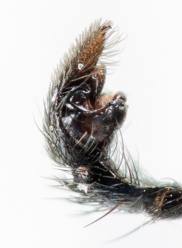 Thin-legged Wolf Spiders