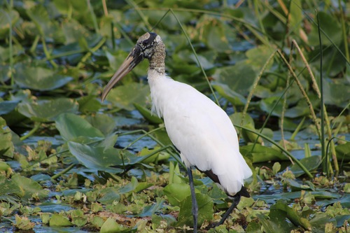 Wood Stork