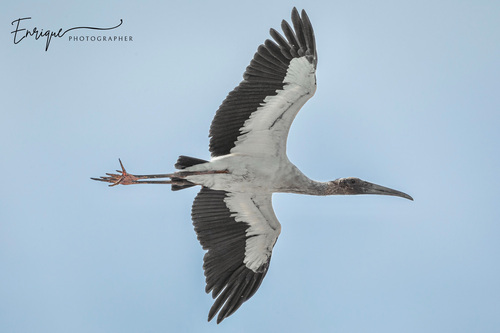 Wood Stork