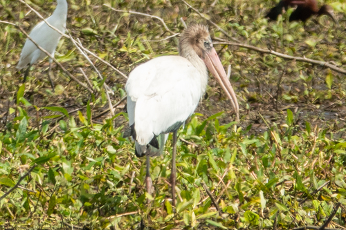 Wood Stork