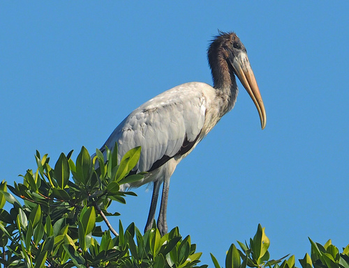 Wood Stork