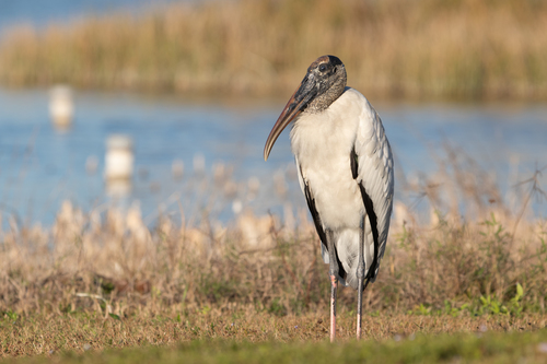 Wood Stork
