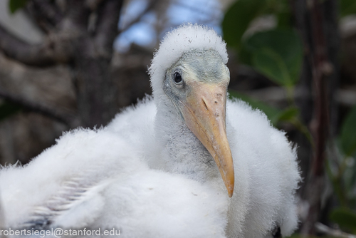 Wood Stork