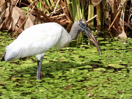 Wood Stork