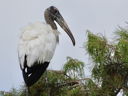 Wood Stork